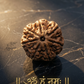 7 Mukhi Rudraksha - Original Certified | Saat Mukhi Bead