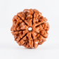 7 Mukhi Rudraksha - Original Certified | Saat Mukhi Bead
