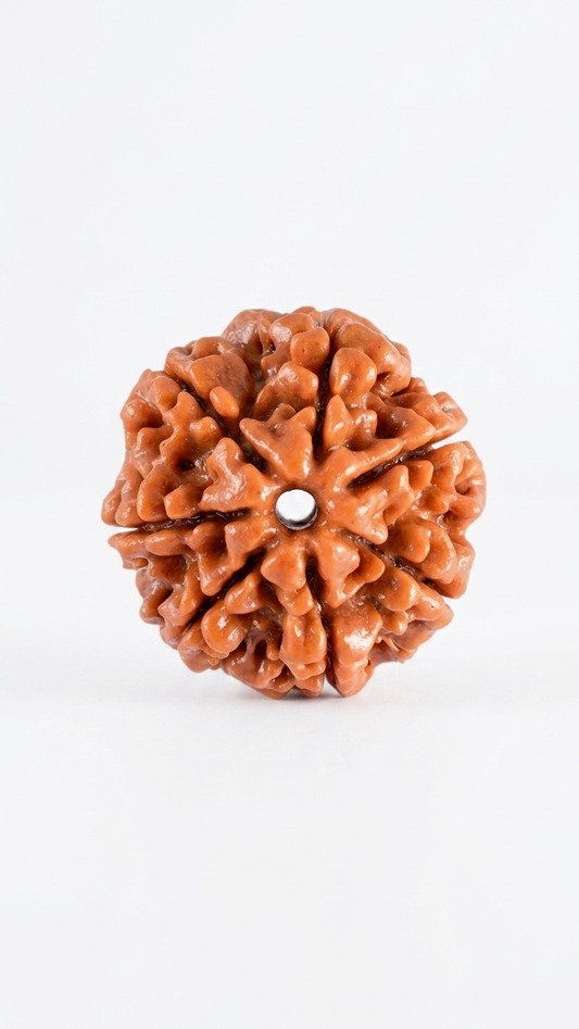 7 Mukhi Rudraksha - Original Certified | Saat Mukhi Bead